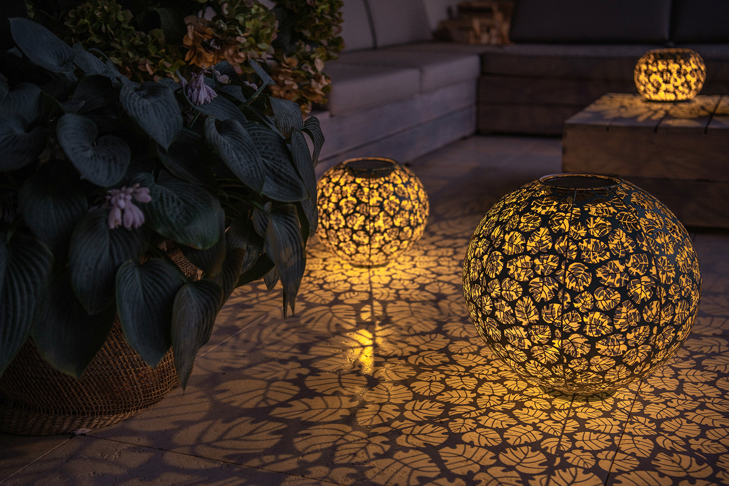 Solar Antic Kugel Monstera